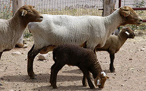 Tunis Yarn