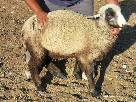 CVM / Romeldale Yarn