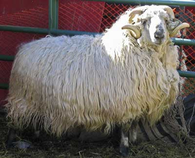 Navajo Churro Yarn